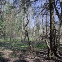 Лесные формы :: Дмитрий *