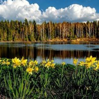 Нарциссы