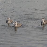 Птенцы чомги