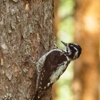 Three‑toed woodpecker | 14
