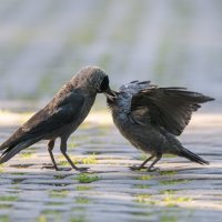 Галка потчует галчонка :: Дарья Меркулова Галка потчует галчонка :: Дарья Меркулова