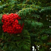 Осенний акцент,.