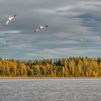Селигер. Вечерний свет.