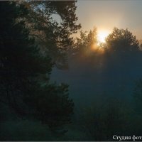 Ткманное утро в лесу :: Студия фотографии