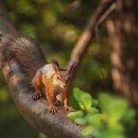 Немного тепла и рыжего настроения... :: Svetlana Galvez Немного тепла и рыжего настроения... :: Svetlana Galvez