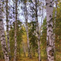 Обнажается лес .
