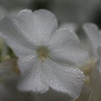 Флокс