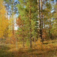 В осеннем лесу