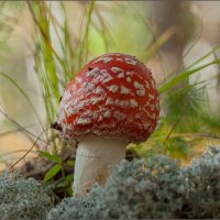 ОСЕННИЙ МОТИВ .