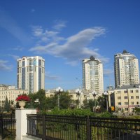 птица в небе