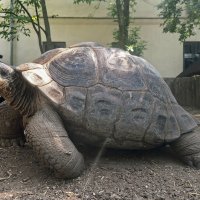 Очень большая черепаха :: ИРЭН@ .