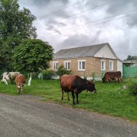 Деревенские коровы