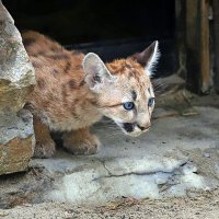 Котёнок пумы. :: Аркадий Лаптенко