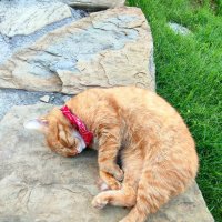 Кошкосон после сытного обеда