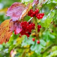 Калина :: Александр 
