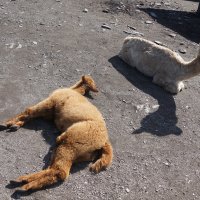 Сиеста у альпак