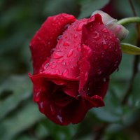 Напиталась роза дождевой водой, голову склонила....