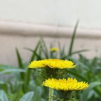 Парочка с золотыми головами :: Катя Гракова