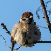 не причёсан, не умыт