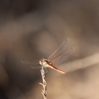 Сентябрьская стрекоза