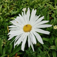 Ромашка в конце сентября :: Nataly St. 