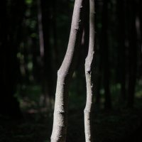 Кусочек солнечного света :: Дмитрий *