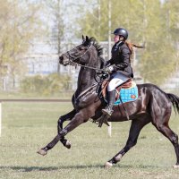 Конкур :: SanSan San
