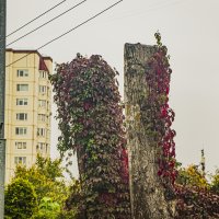 Пытаются выглядеть помоложе, два пня. :: Петр Беляков