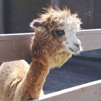 Стильная причёска