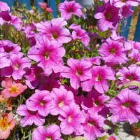 Петуния :: Татьяна Пальчикова