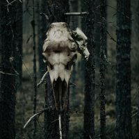 Лесные артефакты