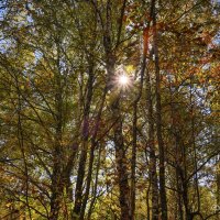 "Пробился луч сквозь золото листвы. Сентябрь"©