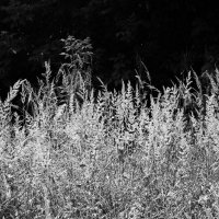 Летняя природа :: Наталья Rosenwasser