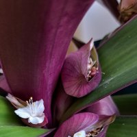 Традесканция покрывальчатая (лат. Tradescantia spathacea)