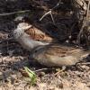 воробей домовый (самец+самка) {Passer domesticus} :: Александр Кольцов