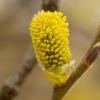 Blooming Willow | 2 :: Sergey Sonvar