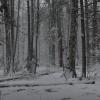 Пермско-апрельский каприз :: Роман Пацкевич