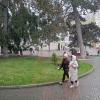 Снег в апреле (12.04.25) :: Galina Solovova