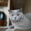 Кот Масик. :: Лютый Дровосек