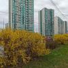 В Петербурге цветёт форзиция. :: Лилия *