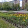 Городские цветы, городские цветы... :: Игорь Ч.