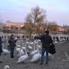 На берегу Влтавы: смешались лебеди и люди :: Надежда 
