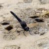 Brachythemis leucosticta. :: Alexander Amromin