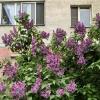 В окна рвётся  аромат сирени ) :: Любовь 