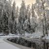 Линдуловская роща :: skijumper Иванов