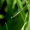 Стрелка изящная (лат.Coenagrion pulchellum) :: Сергей Владимирович Егоров