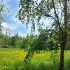 Пора одуванчиков. :: Владимир Безбородов