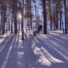 Зимнее солнце :: Георгиевич 