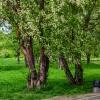Летний парк :: Dmitry i Mary S