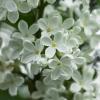 White Lilac | 16 :: Sergey Sonvar